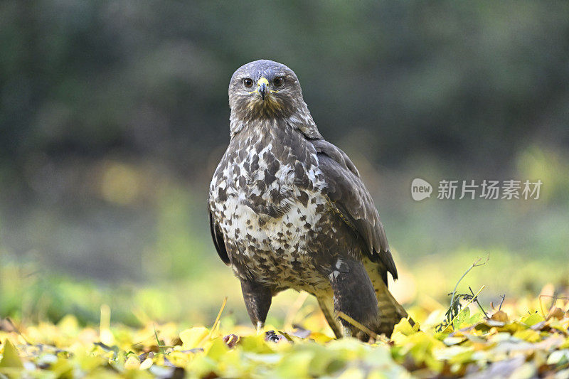 欧亚秃鹫(Buteo Buteo)